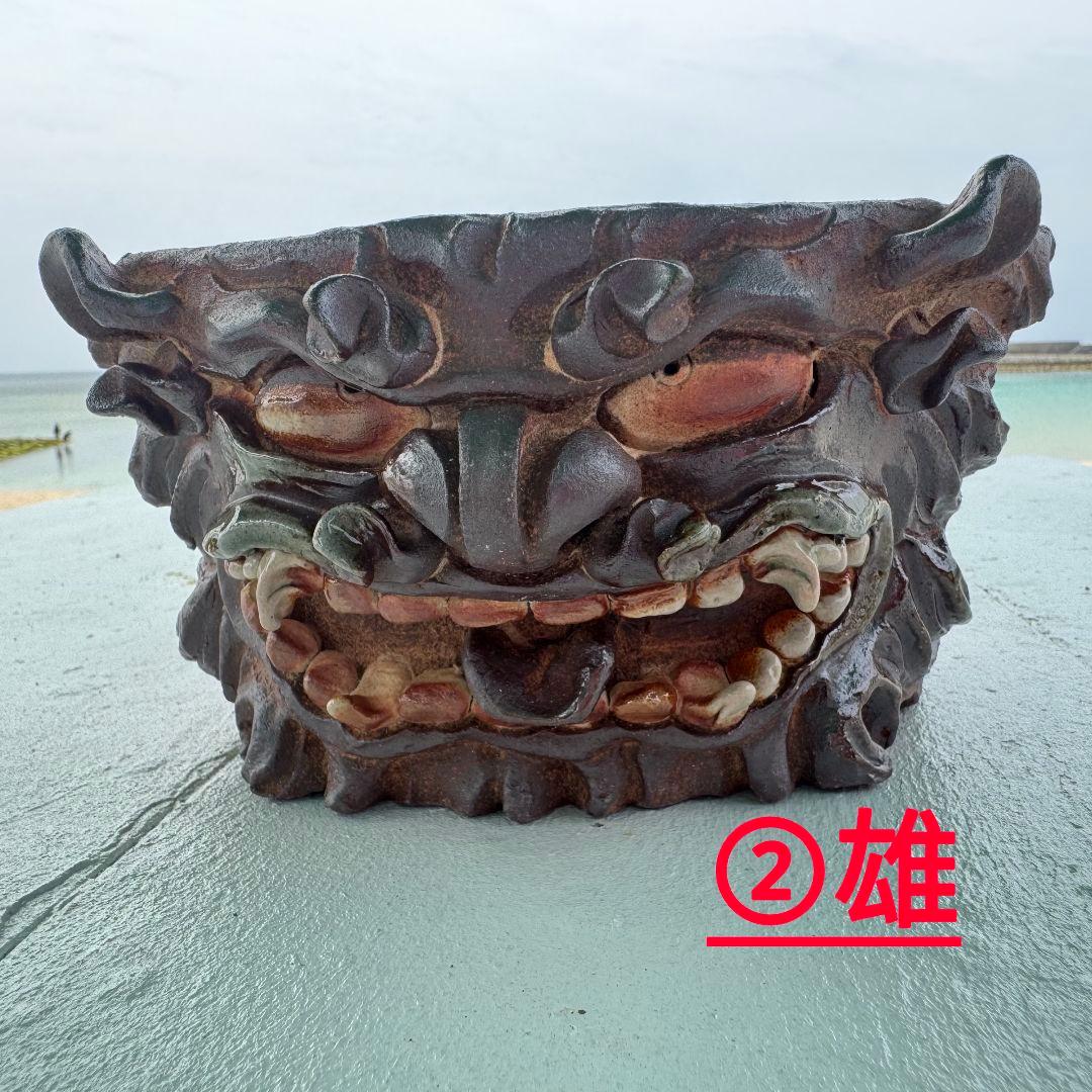 鉢　陶器　Japan　Art　アガベ　パキプス　　塊根　盆栽　History