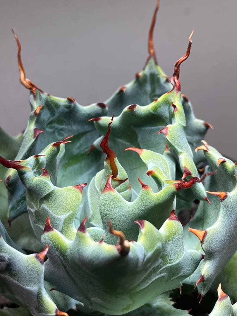 アガベ ハイブリッド　CJ plants産　甲蟹交種曲刺特選2