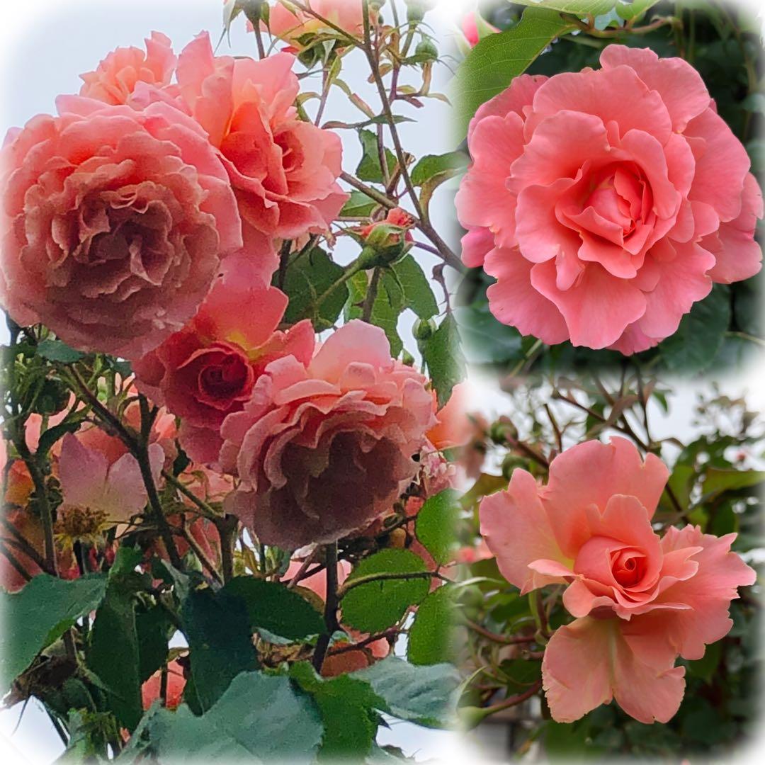 ＊マスコ様確認用＊バラ苗 ばら苗　アプリコット色