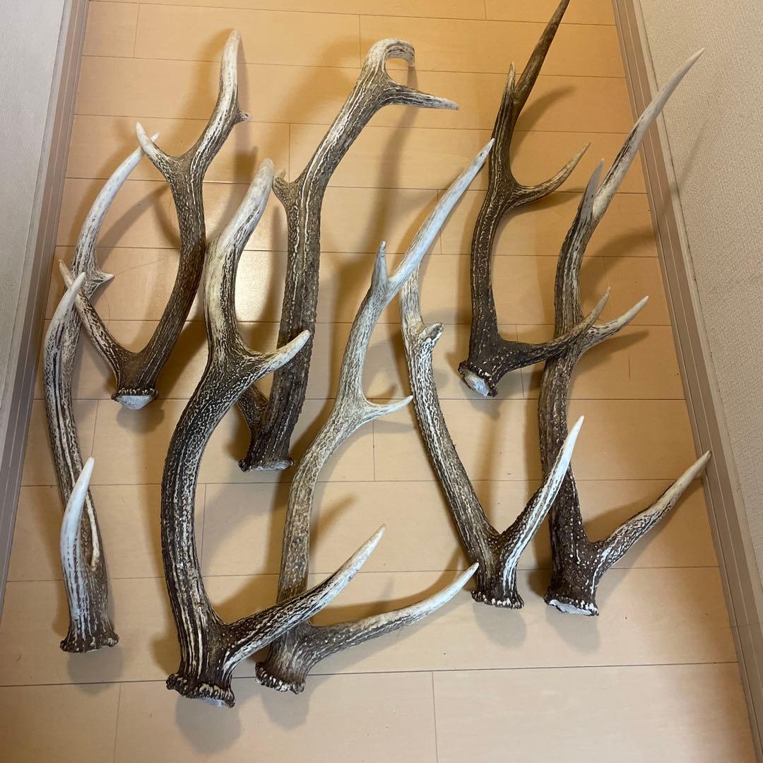 鹿の角 8本セット