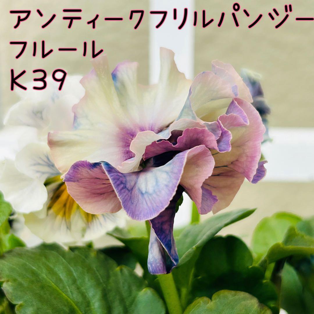 ◆◆MIYABIさま　Ｋ３９♥アンティークフリルパンジー　フルール　合計6ポット