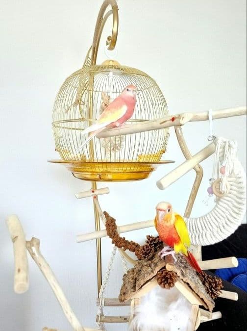 鳥かご ケージ スタンド セット インコ