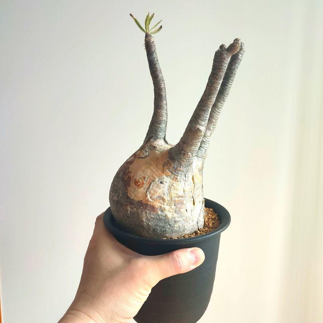 ★値下げ★パキポディウム　グラキリス　現地球【匿名配送】