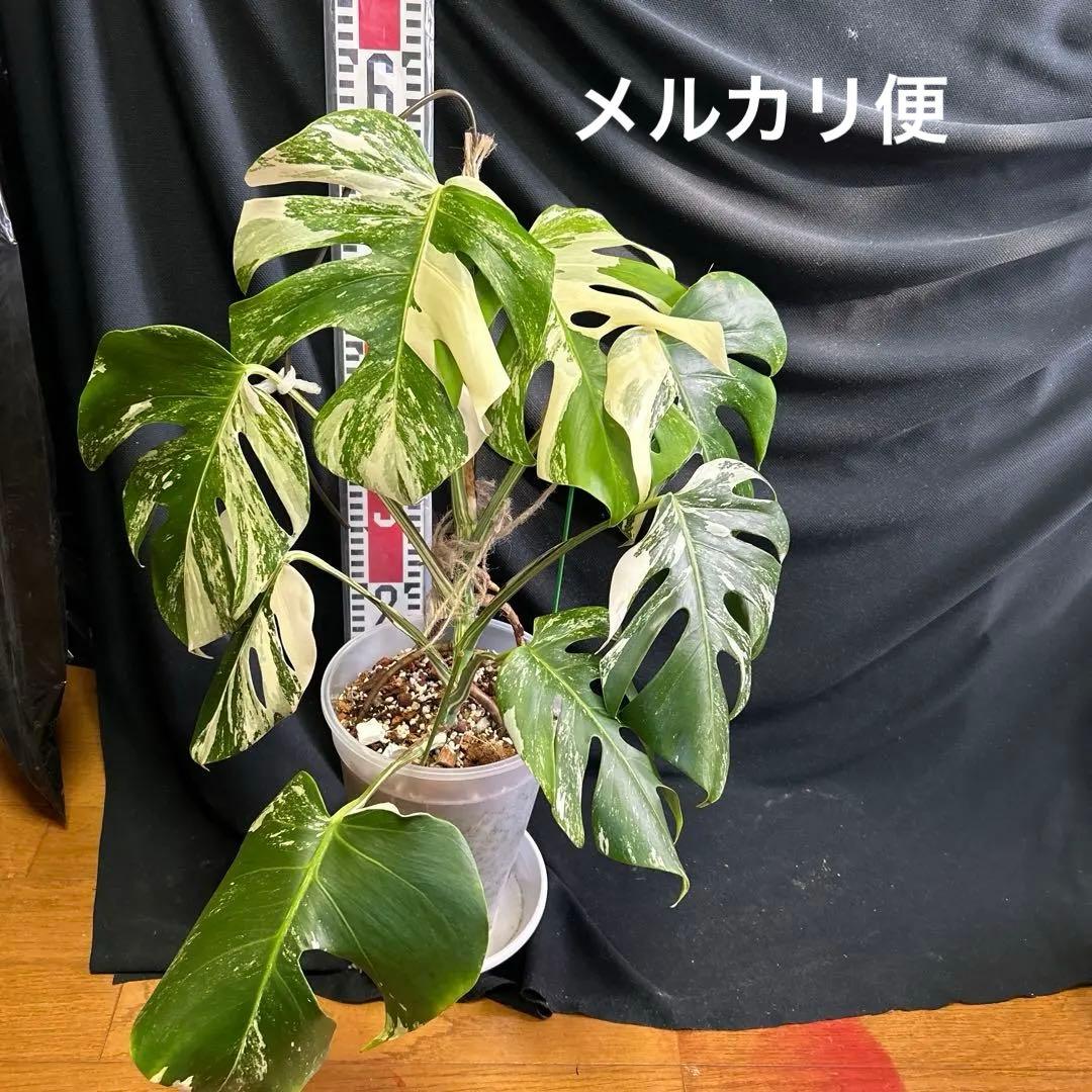 モンステラボルシギアナホワイトタイガー鉢植えまま発送