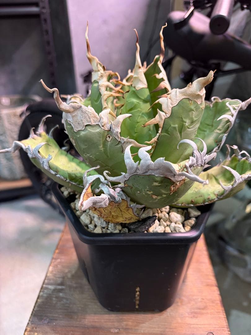 オアハカ アガベ チタノタ 現地球 発根済み