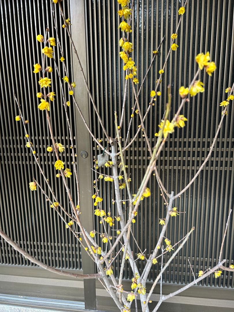 まさに旬　ロウバイ　蝋梅　花いっぱいの特大株 2注意事項確認ください。