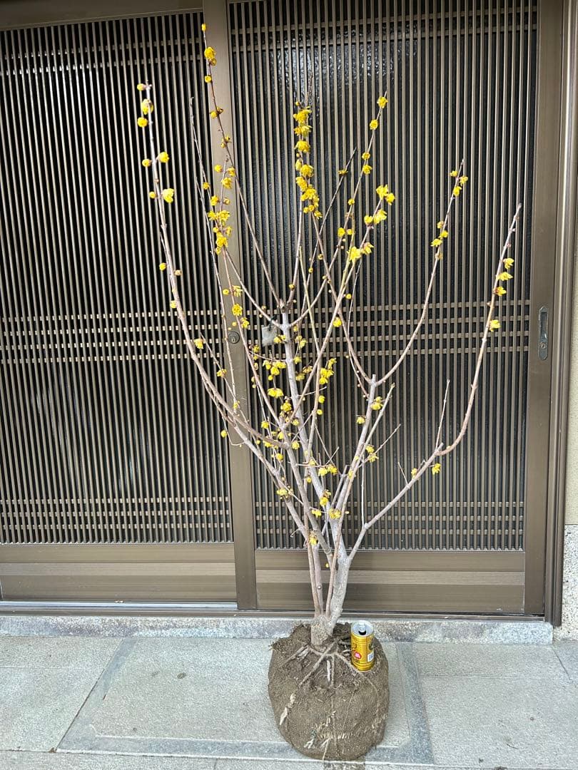 まさに旬　ロウバイ　蝋梅　花いっぱいの特大株 2注意事項確認ください。