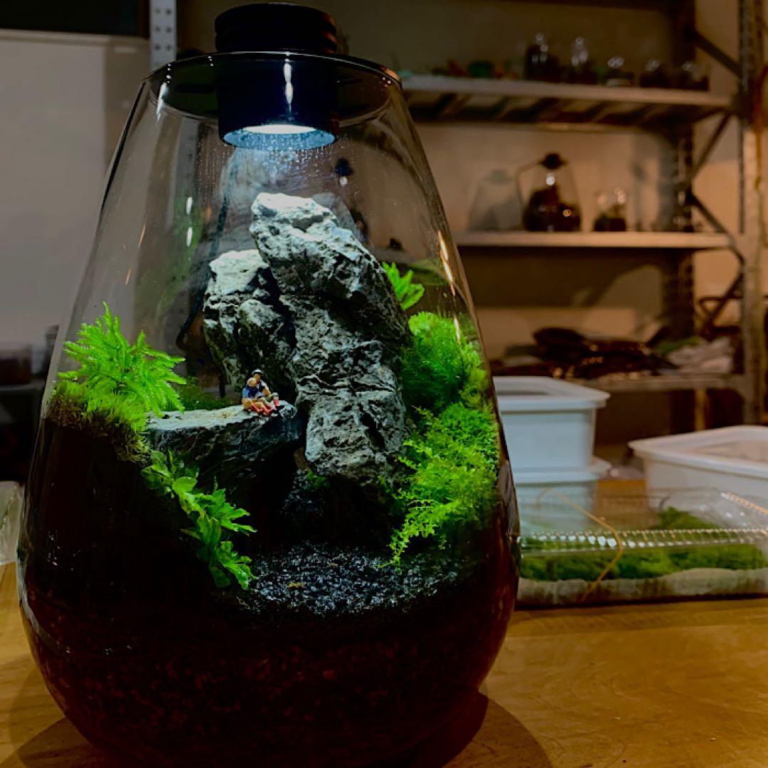 テラリウム用　LEDライト付き　ガラス容器