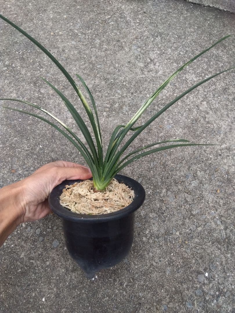 万年青　おもと　関白　斑入り　4号陶器鉢つき　⑥