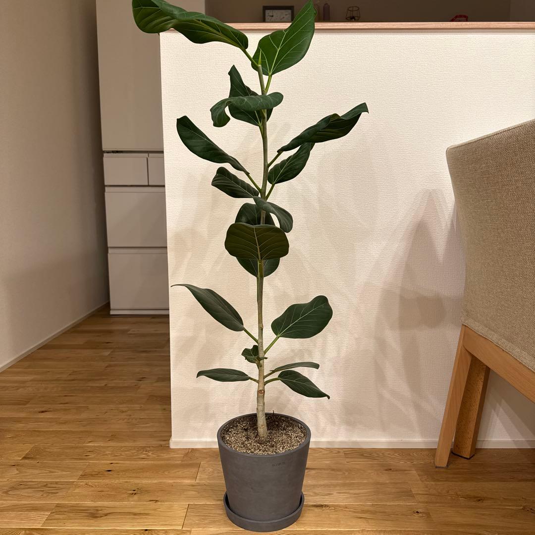 フィカスベンガレンシス