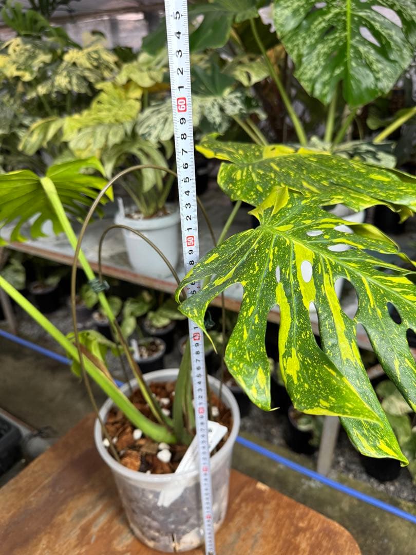 モンステラ　デリシオーサ　エレクトロライト