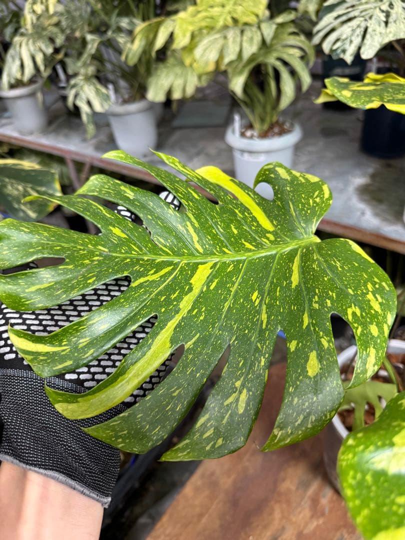 モンステラ　デリシオーサ　エレクトロライト