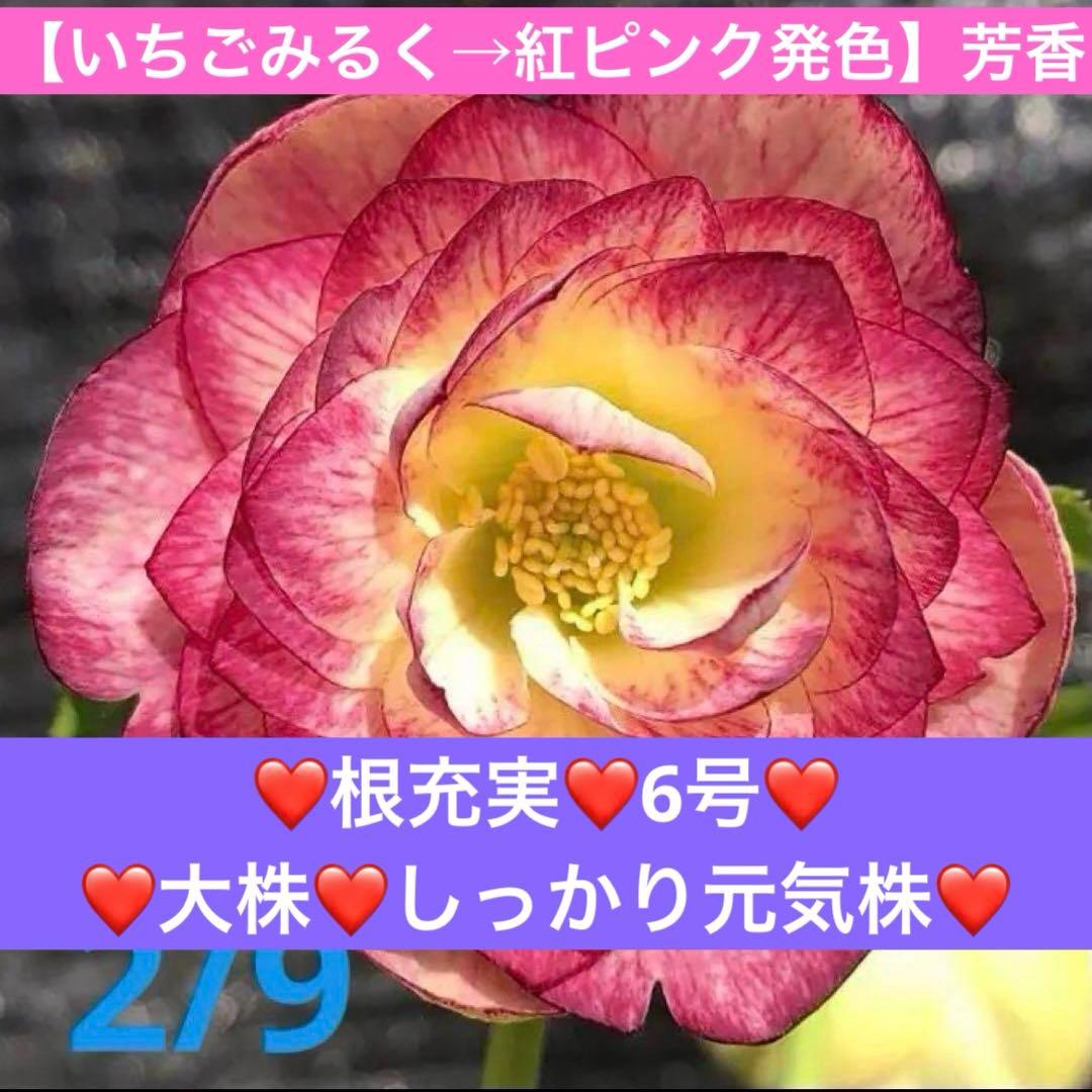 あ*号様 ❤️根充実❤️6号❤️大株❤️しっかり元気株❤️940 【いちごみるく