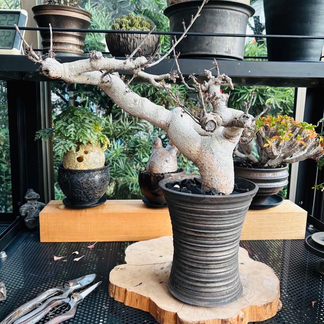 短期間限定超特価！ 現地株 コミフォラ サクシコラ 山中勇人 作家鉢 大株 発根