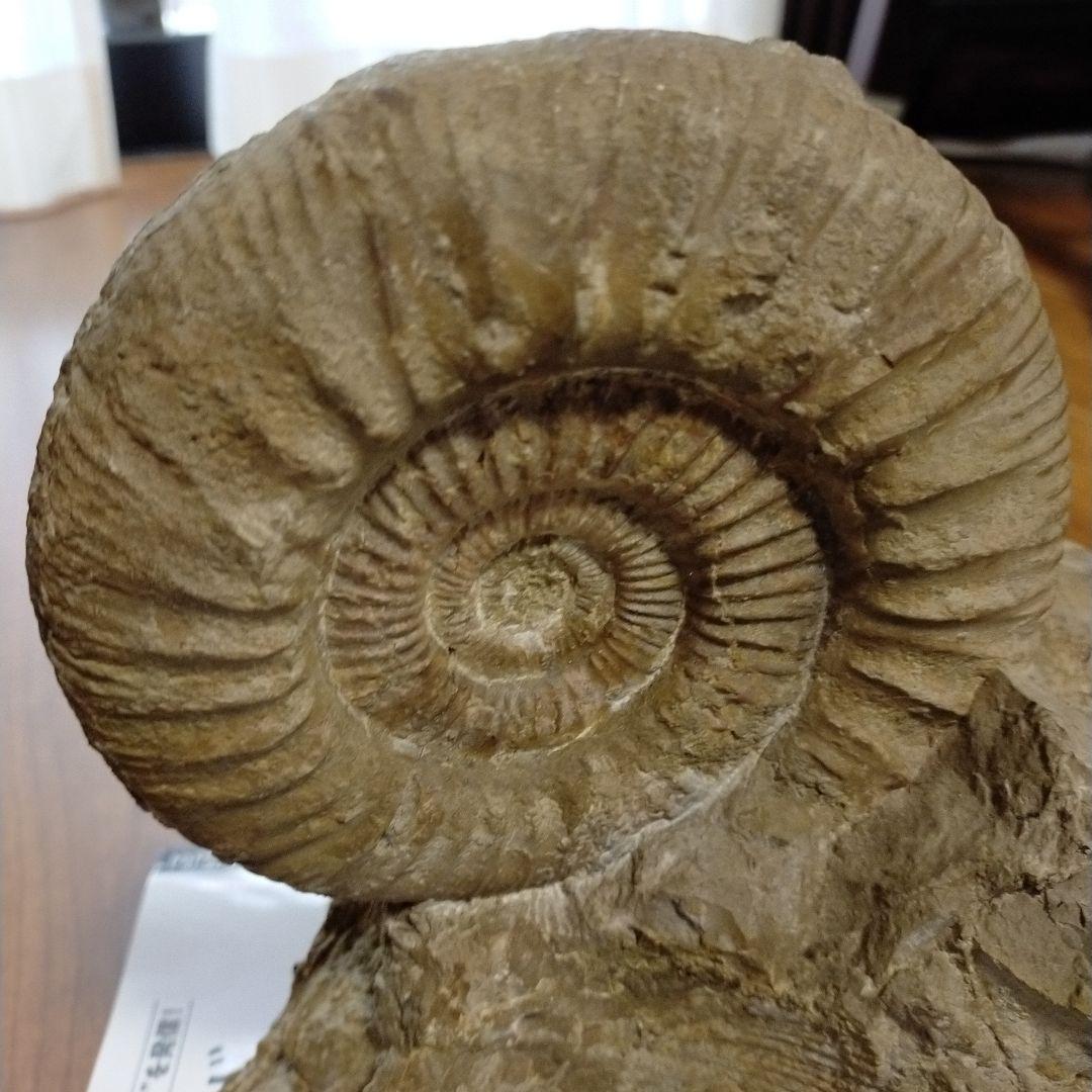 アンモナイト　化石