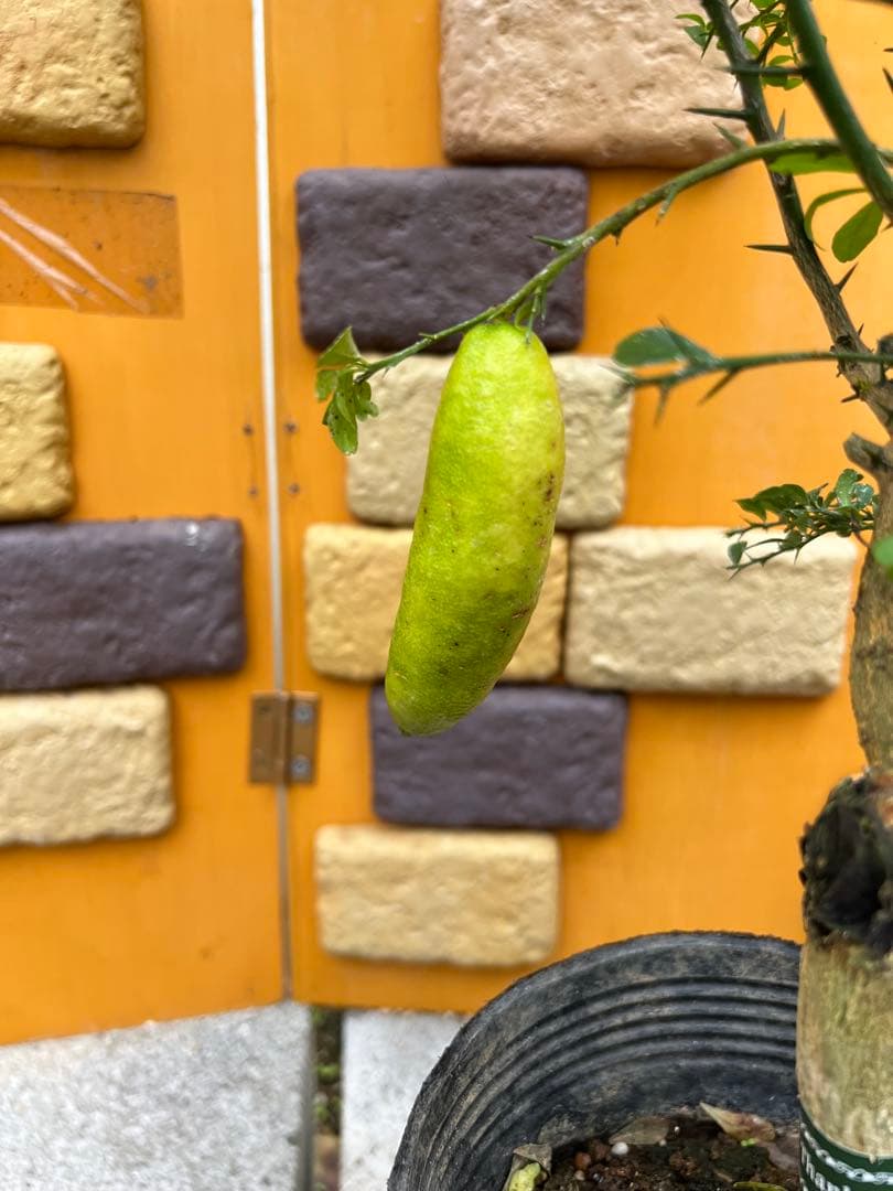 フィンガーライム２点セット　Ｅ