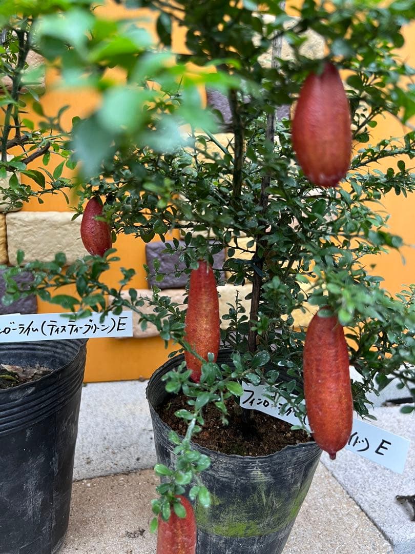 フィンガーライム２点セット　Ｅ