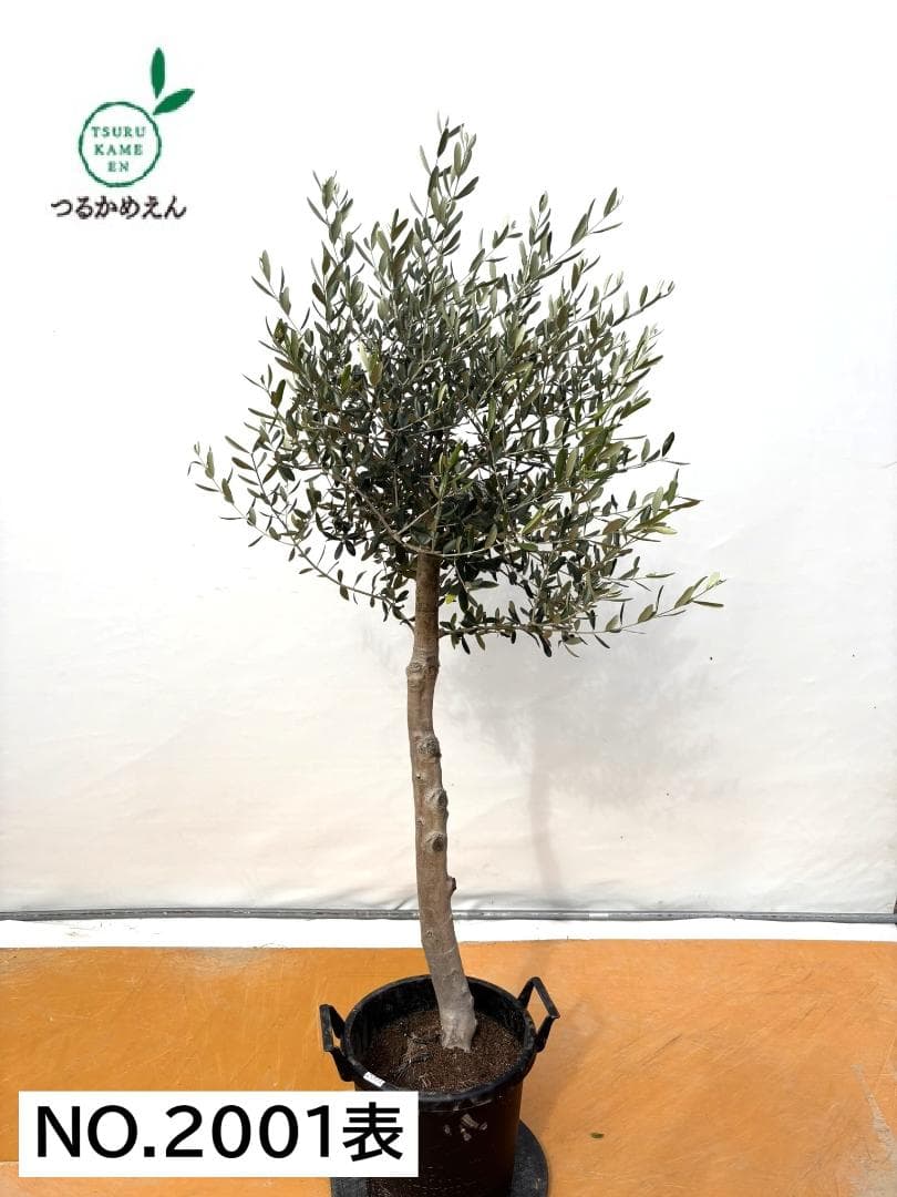 オリーブの木　ルッカ　約180cm　NO.2001　大型　人気品種　現品掲載