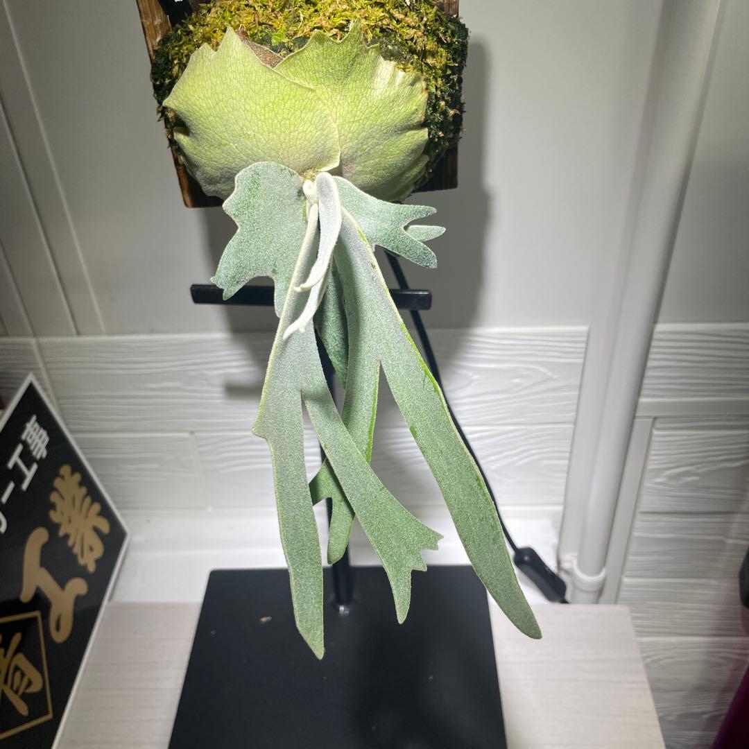 ビカクシダ P.willinckii Vanorn子株　#2