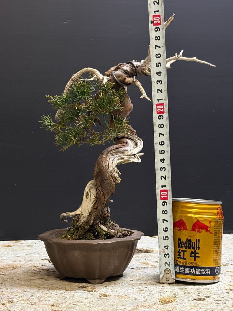 [ちゃんいち盆栽]真柏