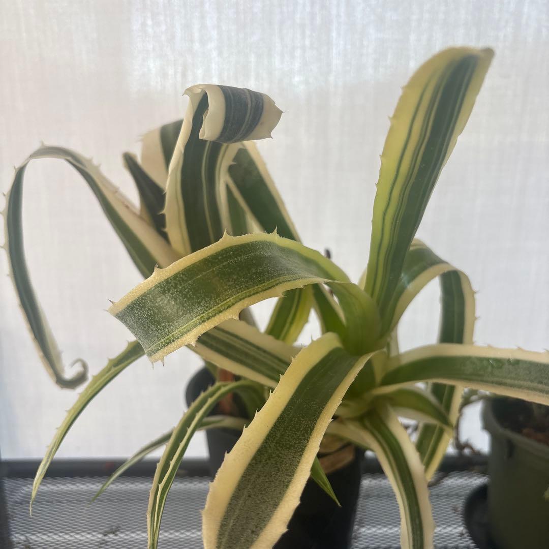 ホヘンベルギア　カーラ　親子株！　3株　レア