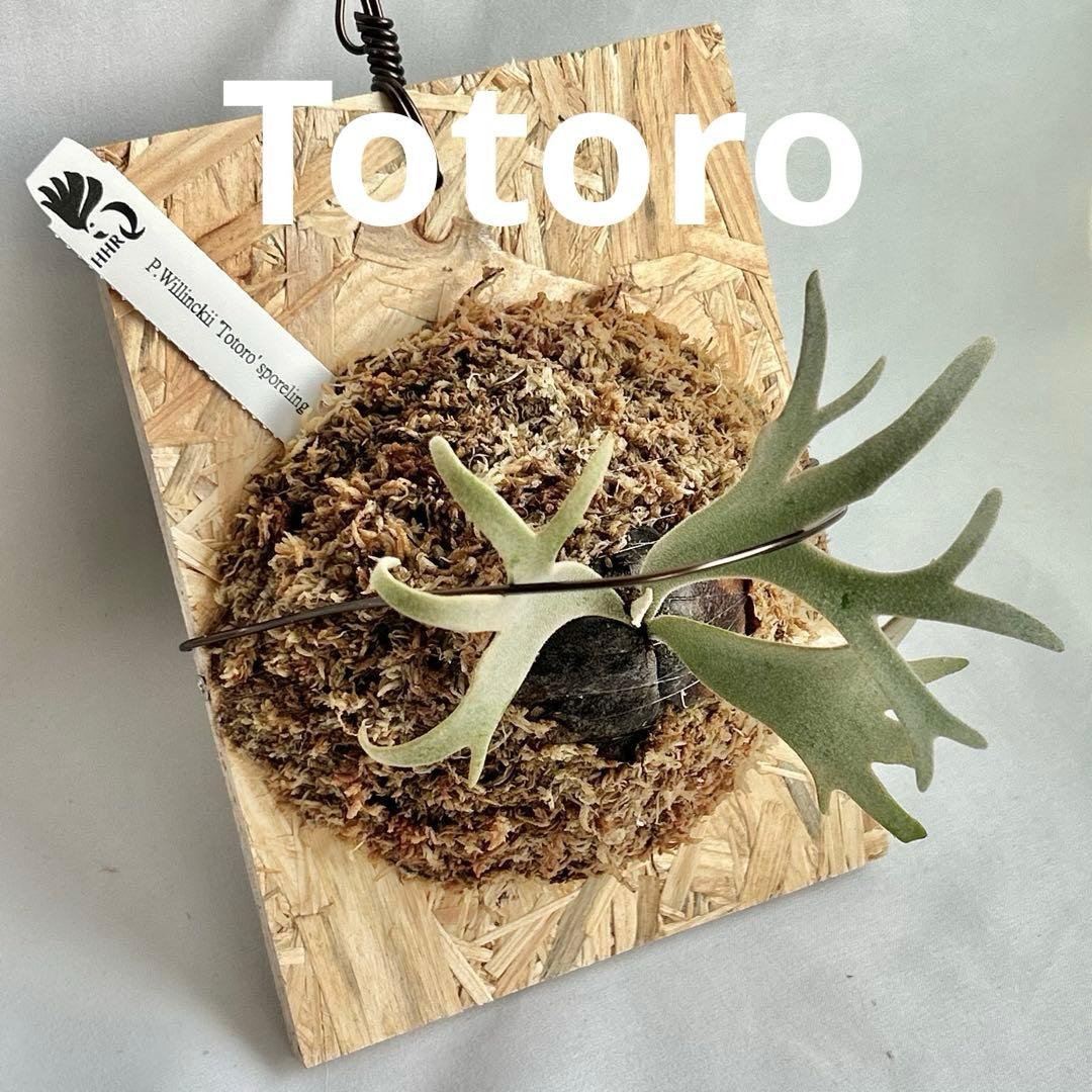 P. Willinckii Totoro' （spore）【58】