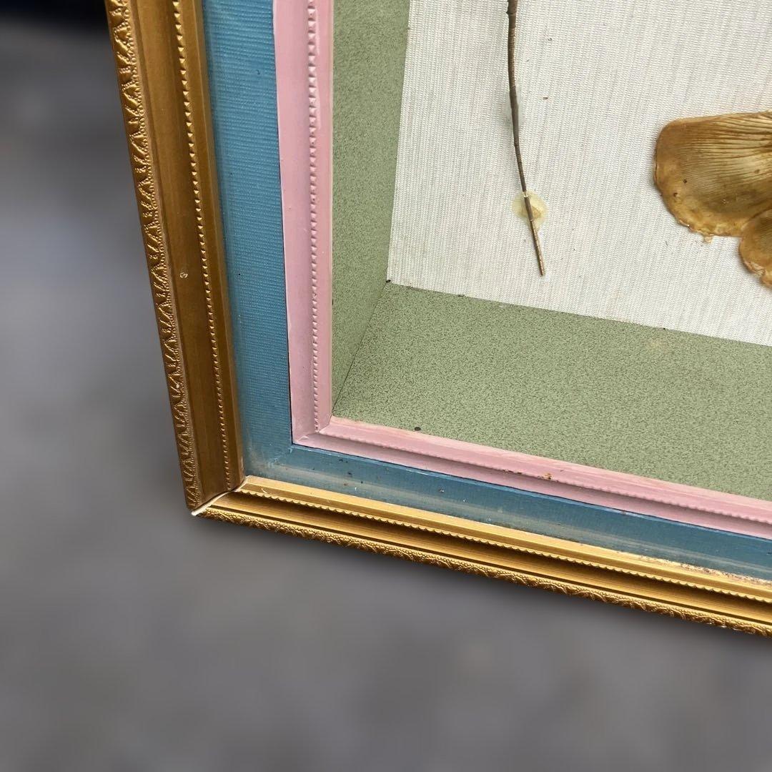 伊勢海老 エビ 剥製 ガラスケース 壁額 壁飾りロブスター標本 大型