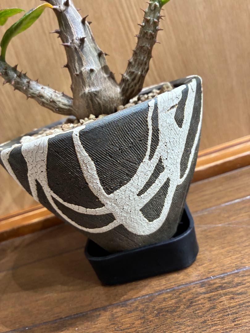 国内実生　パキポディウム　ウィンゾリー検）パキプス　グラキリス　アガベ