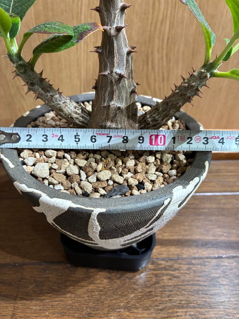 国内実生　パキポディウム　ウィンゾリー検）パキプス　グラキリス　アガベ