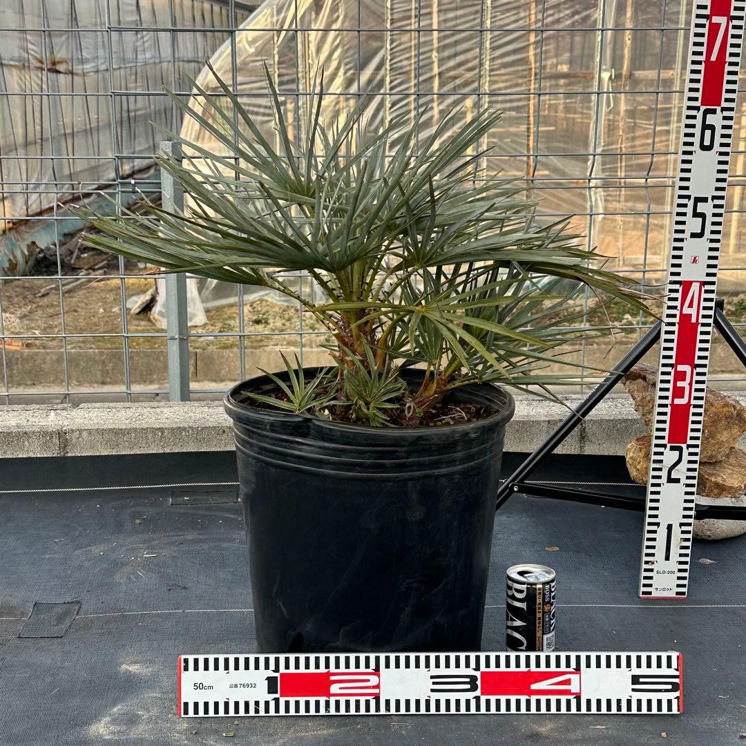 チャメロプス • セリフェラ 【樹高:約63㎝】Feb08