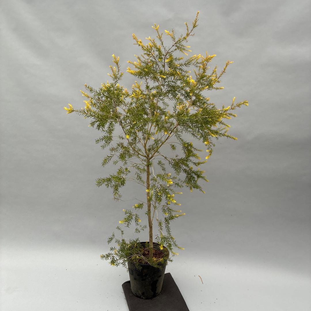 メラレウカ　レボリューションゴールド