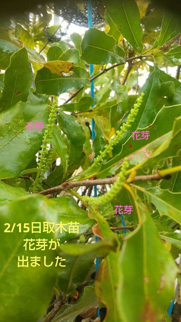 【マカダミアナッツ取り木】 ☀限定特別販売ご案内 バーモント、バーディック