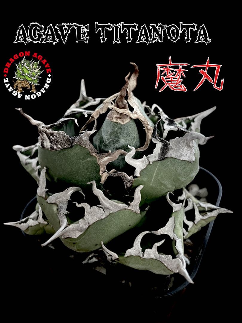 精品美株【台湾株】アガベチタノタ　魔丸　スパチタ　ままる　まがん　ボール