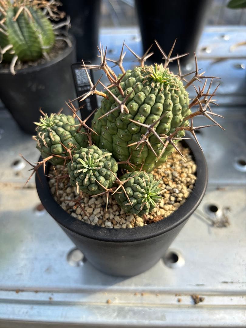 ユーフォルビア　群星冠