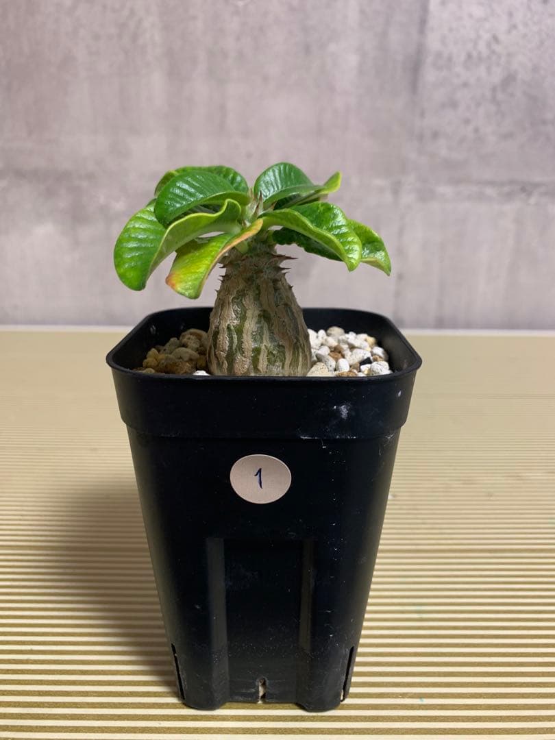 国内実生株　パキポディウム ウィンゾリー　①