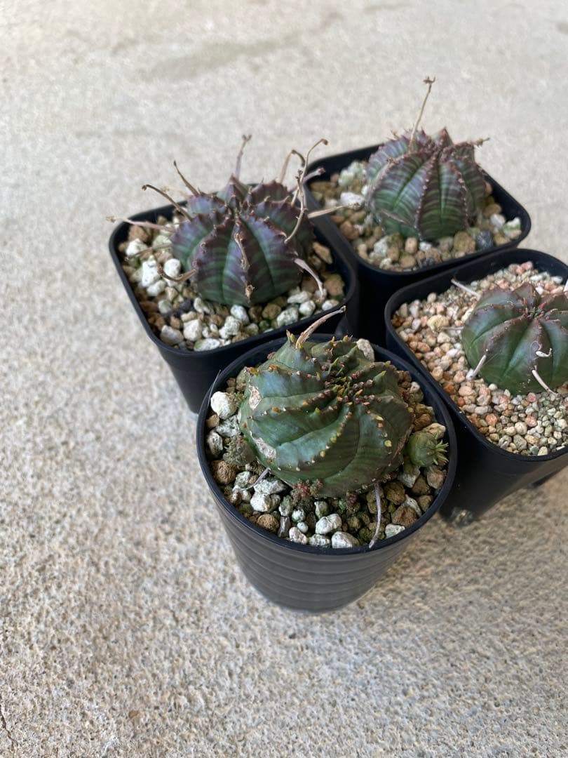 ブラックバリダ 4株 早いもの勝ち！