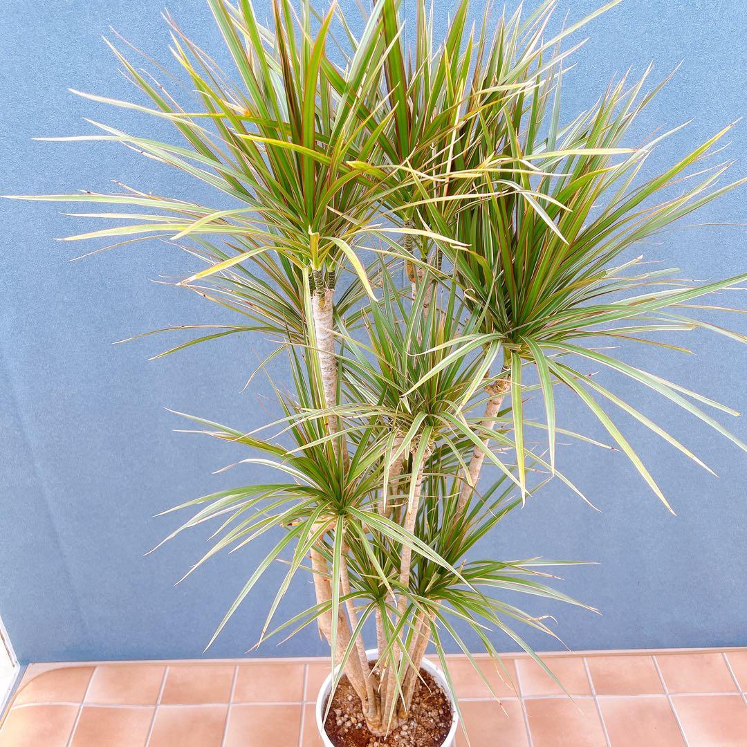 現品　ドラセナ　コンシンネ　トリカラー　28番　観葉植物　特大　インテリア　室内