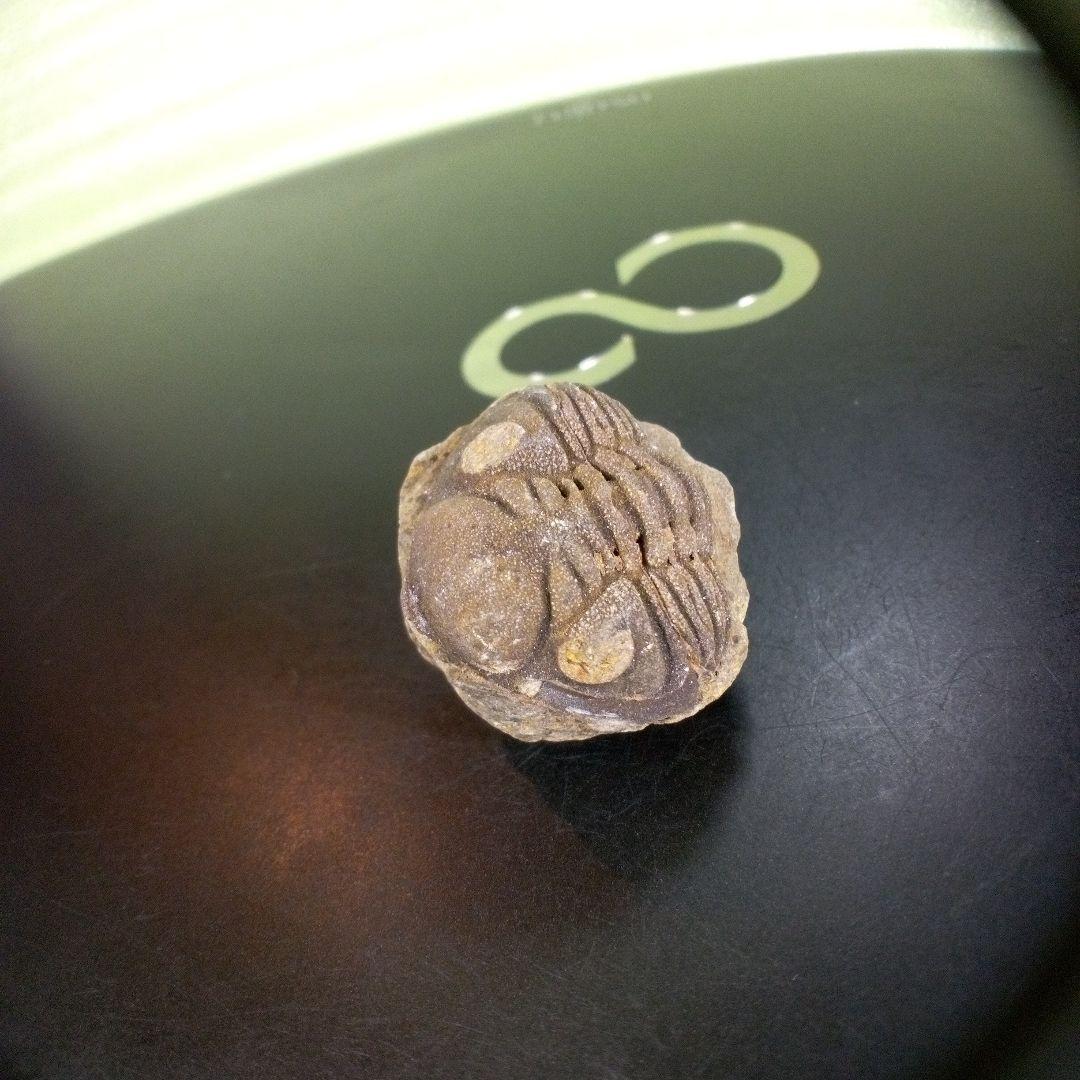 三葉虫　化石　fossil　ボリビア産　trilobite　Bolivia化石⑨