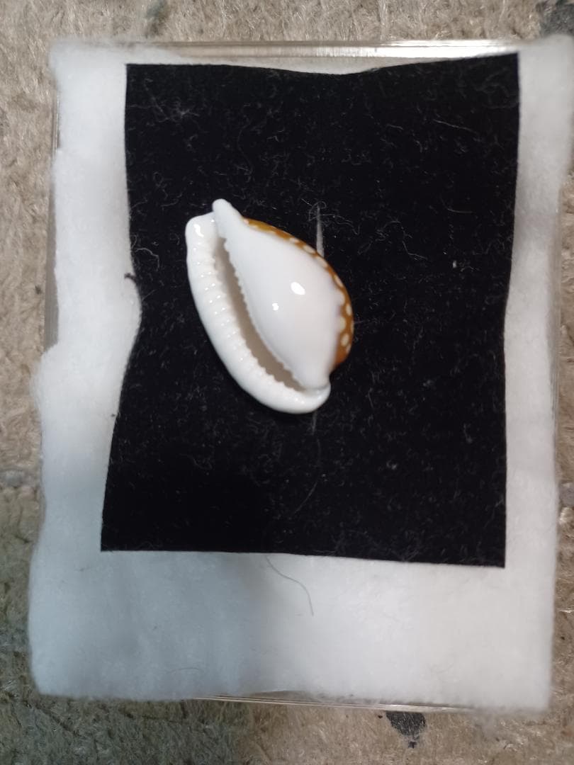 へっぽこ、ロットネスカノコ