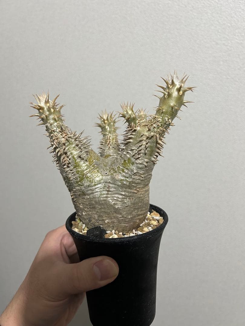 パキポディウム デンシフローラム