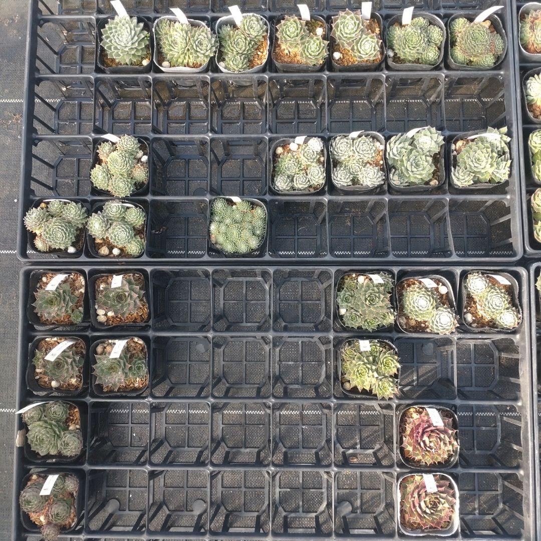 1ポット410円〜 センペルビウム26年1月 その1