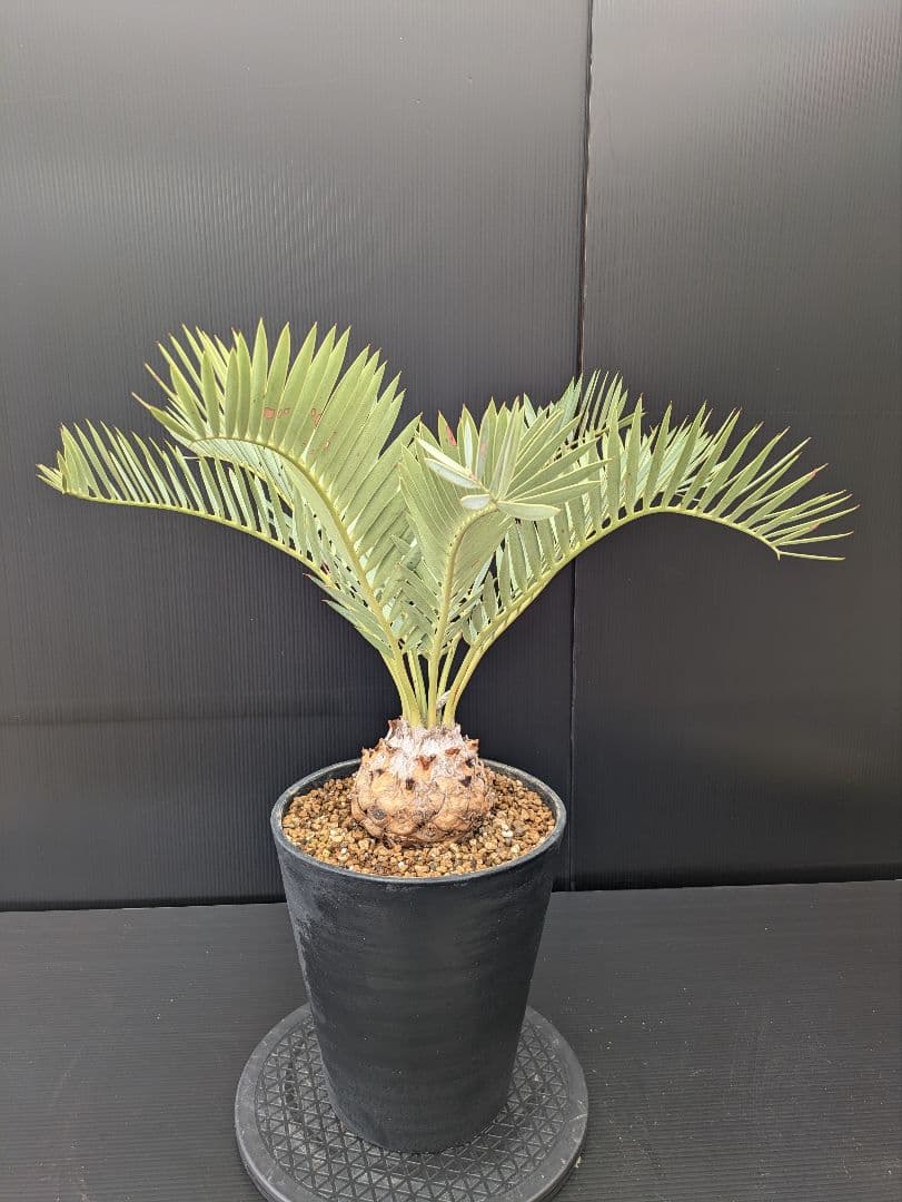 エンセファラルトス プリンセプス 特大 丸々 葉多数 送料無料