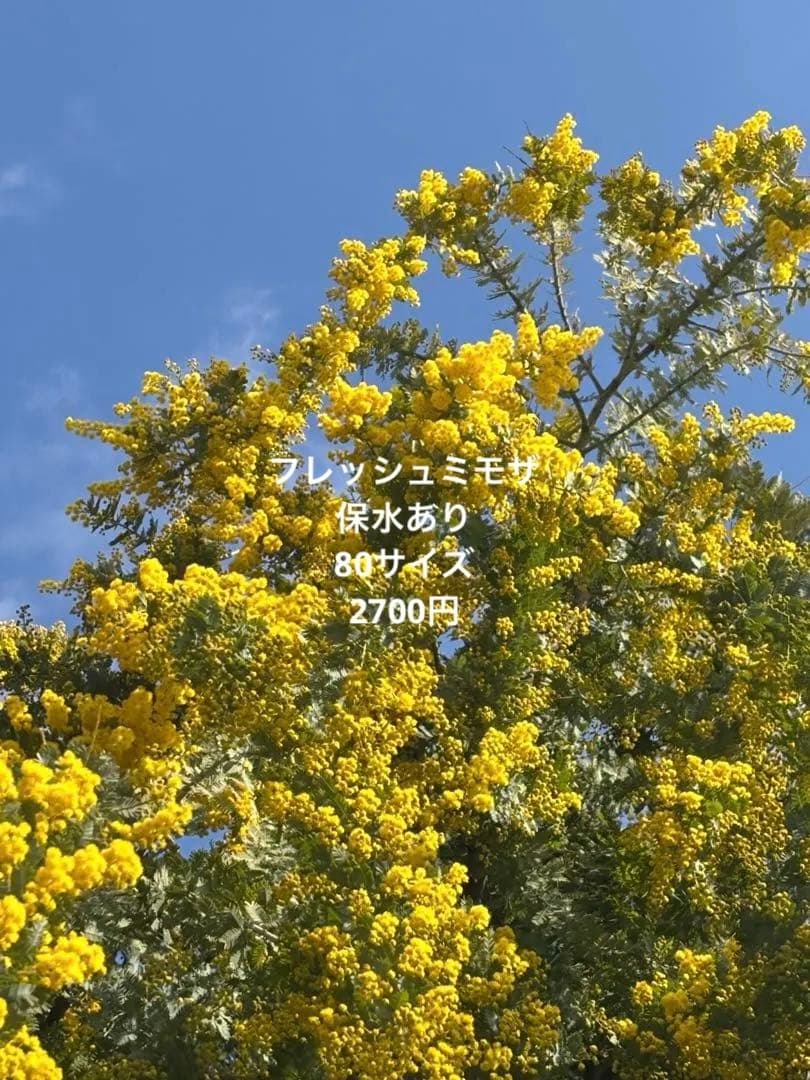 フレッシュミモザ 2026ご予約ページ