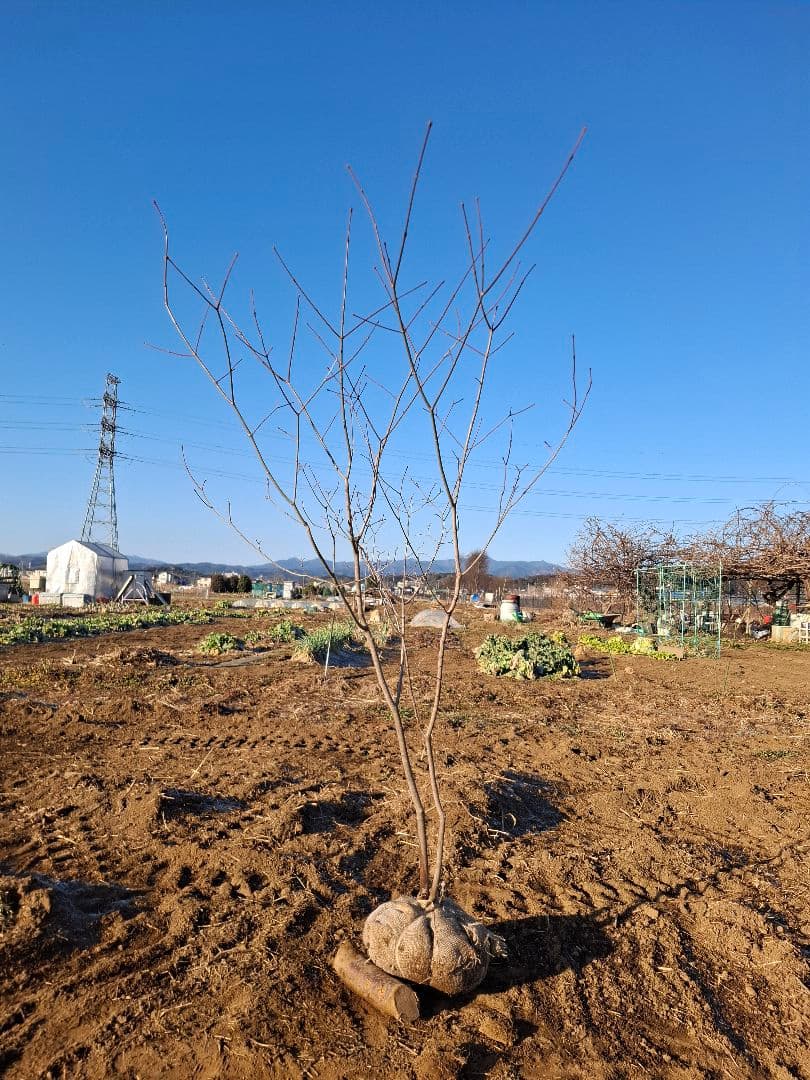 ハウチワカエデ　山彩り　雑木　－－アオダモ、アオハダ、モミジ、カエデーー