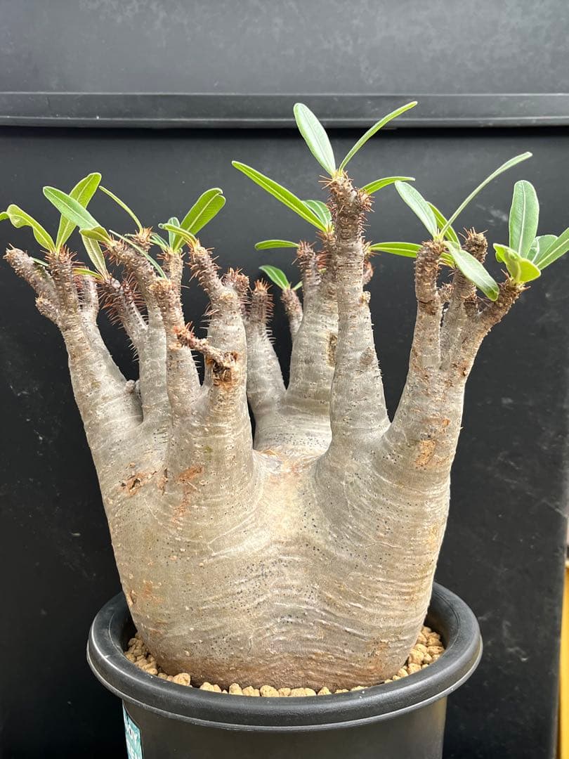 良型 現地球 Pachypodium パキポディウム グラキリス コーデックス