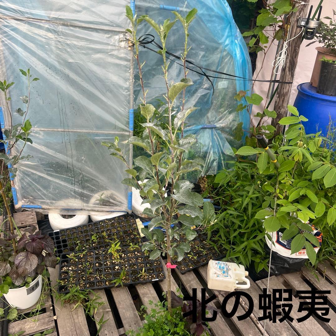 りんご　苗木　王林　１.7メートル