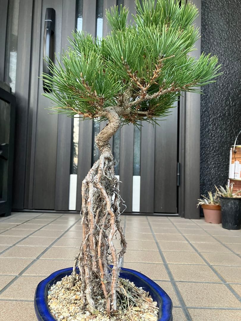 黒松盆栽　樹形(幹の曲等)が美しい根上がり　究極の逸品！　超大特価！早いもの勝ち