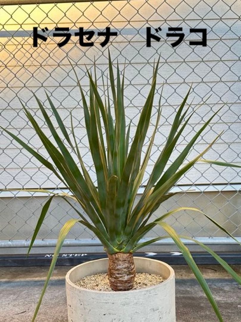 ドラセナ　ドラコ　実生　4年　極太　美株　ドラセナドラコ　外構　ドライガーデン