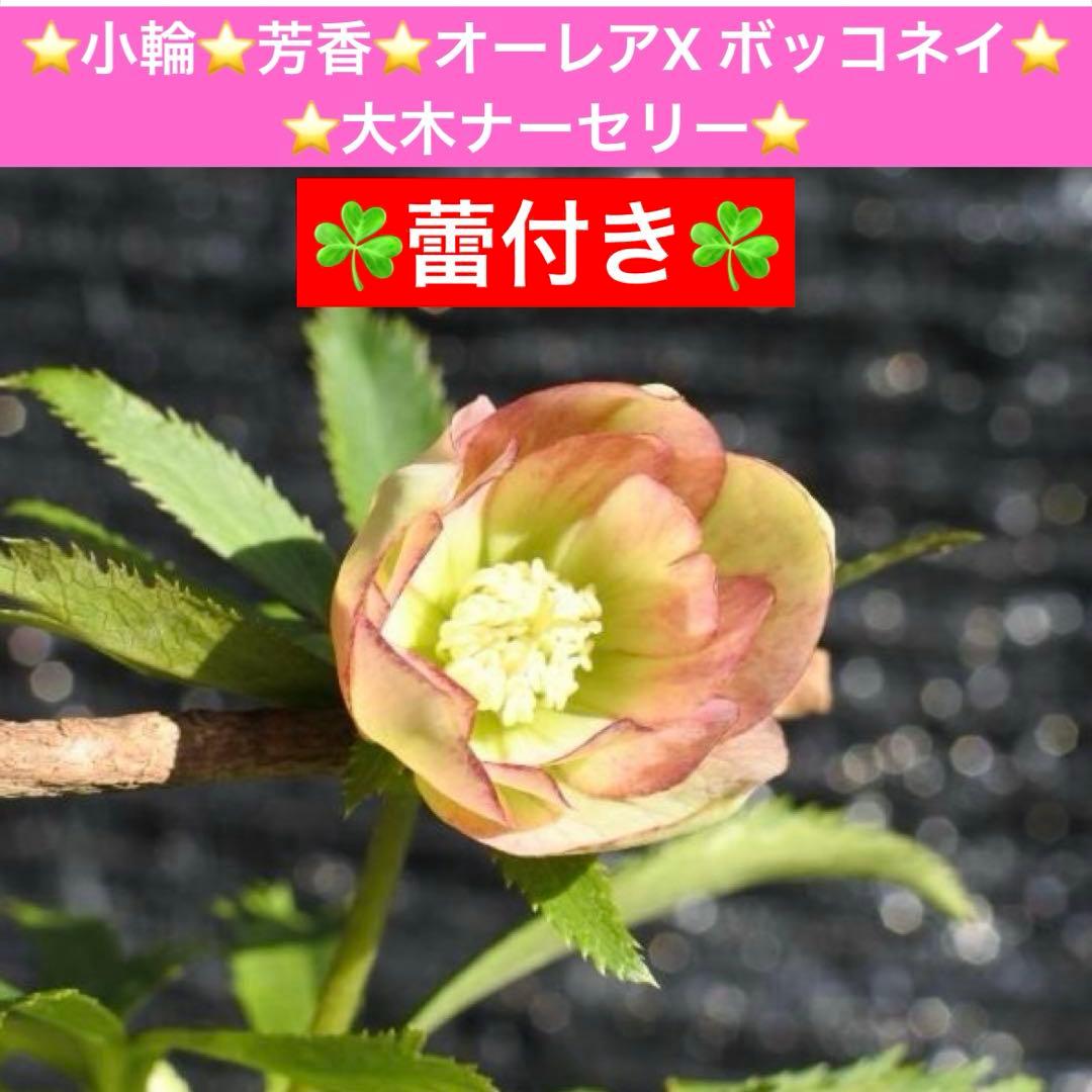 ラ*ク様 ☘️蕾付き☘️3343⭐️小輪⭐️芳香⭐️オーレアX ボッコネイ⭐️大