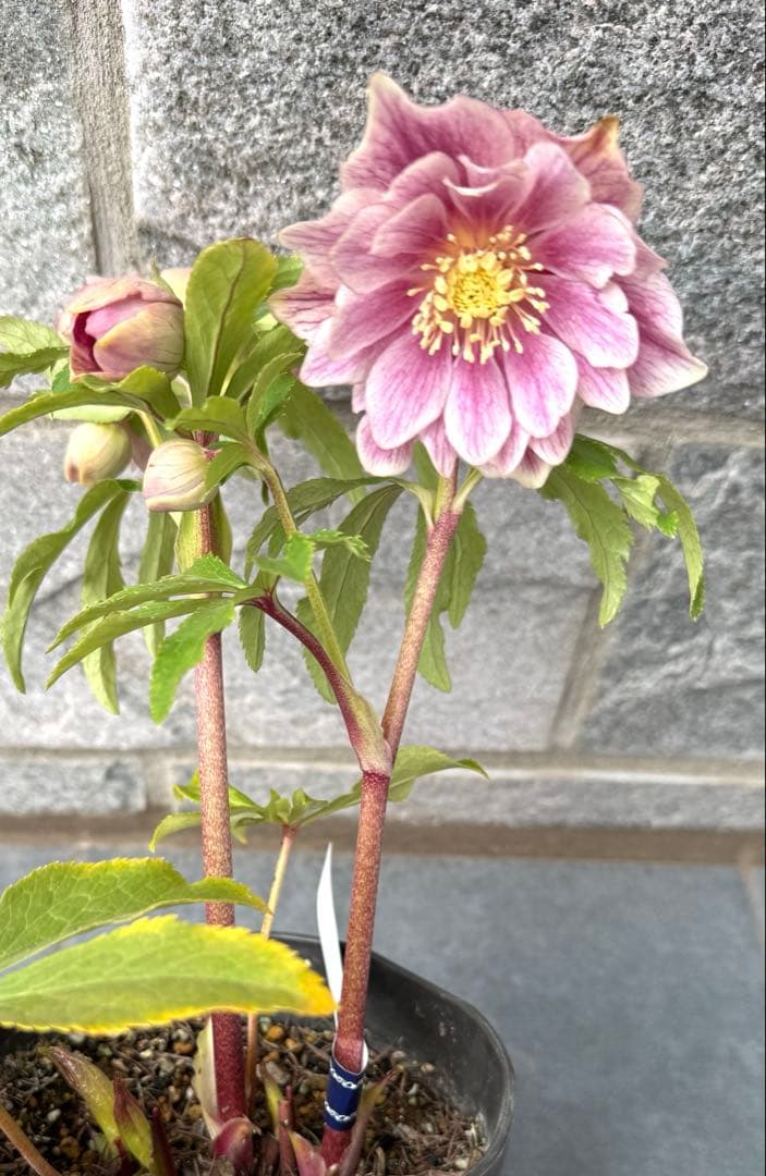 クリスマスローズ　広瀬園芸　ソレイユ風